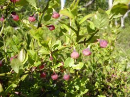 Мои Соловецкие приключения:
1. ой, цветет черника...
2. Пейзаж с Секирки
3. Просто елочка на Муксалме
4. Белая ночь над монастырем (примерно три часа ночи)