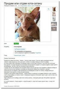 Очаровательные, пушистые комочки зла