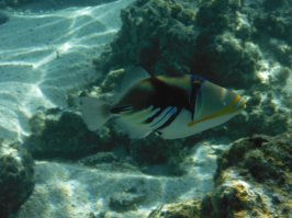 Humuhumunukunukuapua'a - национальная рыба Гавайских островов.