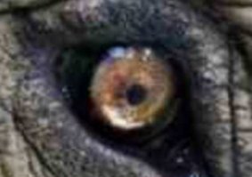 Автор ты почто слона обидел.