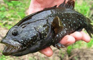 Соловецкие острова