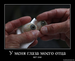 Глаза животных с близкого расстояния