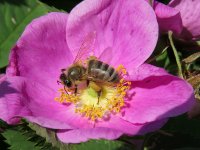 Мы в детстве жёстче прикалывались. Весной, когда цветёт шиповник, ждёшь, пока на его цветок сядет пчела.



Аккуратно, но быстро закрываешь лепестки, чтобы пчела осталась внутри цветка. Потом срываешь цветок и помещаешь его корешу за шиворот. Ох и танцы были!))