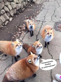 Как лисица подружилась с фотографом