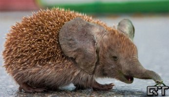 Без комментов