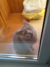 Просится обратно:)