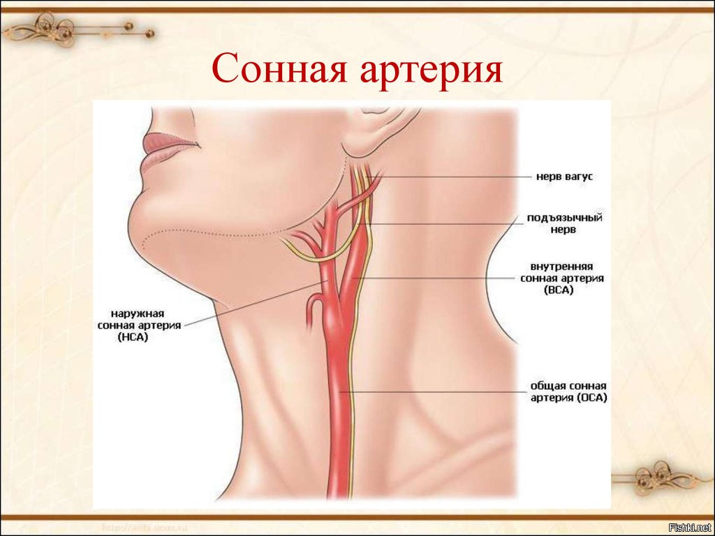 Почему пульсирует вена. Где находится Сонная артерия у человека на шее. Бифуркация сонной артерии. Общая Сонная артерия располагается. Левая Сонная артерия кровоснабжает.