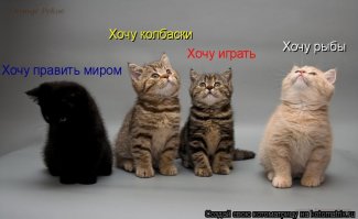 Очаровательные, пушистые комочки зла