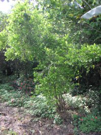 кока не вьющееся растение