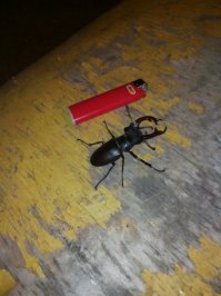 Этого жука я сфотографировал специально в прошлом июле,зажигалка BIC 8-сантиметровая,т.е. не из мелкой серии,честно говоря,я такого поломничесва насекомых насекомых-никогда не видел.Жена соседа,ППС-ника,попросила занести ночью"тормозок"на пост супругу,так там,в это время суток жуков этих-сотни через шоссе ползли!Куда ползли-догадываюсь-из дубовой рощи,в сторону водонапорной башни-прошлое лето было засушливым.Сосед говорит,что летают днём,а ночью-только на своих,шести.В ночное время движение не такое интенсивное,попробовал помочь этим бедолагам-переносил,при помощи веника,в совочке через проезжую часть,так после 6-го десятка понял,что бессмысленно-их там несколько сотен в час!Хотя и жалко-сколько под машинами раздавленых...И да,пробовал на столике,устроить бой между ними-ничего подобного,мои пальцы,зажигалку,сигарету(не зажжённую,конечно),прутик от веника-щёлкают,а вот друг дружку-нет!Станут такие,в позу,рога разведут-и ни в какую.Даже усиками-не шевелят!А ещё встречались жуки с виду-похожие,но-с одним рогом,по форме,как у носорога,по размерам-такие же.