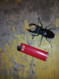 Этого жука я сфотографировал специально в прошлом июле,зажигалка BIC 8-сантиметровая,т.е. не из мелкой серии,честно говоря,я такого поломничесва насекомых насекомых-никогда не видел.Жена соседа,ППС-ника,попросила занести ночью"тормозок"на пост супругу,так там,в это время суток жуков этих-сотни через шоссе ползли!Куда ползли-догадываюсь-из дубовой рощи,в сторону водонапорной башни-прошлое лето было засушливым.Сосед говорит,что летают днём,а ночью-только на своих,шести.В ночное время движение не такое интенсивное,попробовал помочь этим бедолагам-переносил,при помощи веника,в совочке через проезжую часть,так после 6-го десятка понял,что бессмысленно-их там несколько сотен в час!Хотя и жалко-сколько под машинами раздавленых...И да,пробовал на столике,устроить бой между ними-ничего подобного,мои пальцы,зажигалку,сигарету(не зажжённую,конечно),прутик от веника-щёлкают,а вот друг дружку-нет!Станут такие,в позу,рога разведут-и ни в какую.Даже усиками-не шевелят!А ещё встречались жуки с виду-похожие,но-с одним рогом,по форме,как у носорога,по размерам-такие же.