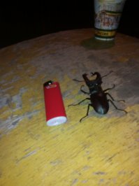 Этого жука я сфотографировал специально в прошлом июле,зажигалка BIC 8-сантиметровая,т.е. не из мелкой серии,честно говоря,я такого поломничесва насекомых насекомых-никогда не видел.Жена соседа,ППС-ника,попросила занести ночью"тормозок"на пост супругу,так там,в это время суток жуков этих-сотни через шоссе ползли!Куда ползли-догадываюсь-из дубовой рощи,в сторону водонапорной башни-прошлое лето было засушливым.Сосед говорит,что летают днём,а ночью-только на своих,шести.В ночное время движение не такое интенсивное,попробовал помочь этим бедолагам-переносил,при помощи веника,в совочке через проезжую часть,так после 6-го десятка понял,что бессмысленно-их там несколько сотен в час!Хотя и жалко-сколько под машинами раздавленых...И да,пробовал на столике,устроить бой между ними-ничего подобного,мои пальцы,зажигалку,сигарету(не зажжённую,конечно),прутик от веника-щёлкают,а вот друг дружку-нет!Станут такие,в позу,рога разведут-и ни в какую.Даже усиками-не шевелят!А ещё встречались жуки с виду-похожие,но-с одним рогом,по форме,как у носорога,по размерам-такие же.