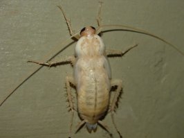 Противнее таракана-только таракан-альбинос.