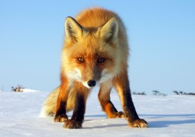 Как лисица подружилась с фотографом