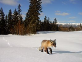 Как лисица подружилась с фотографом