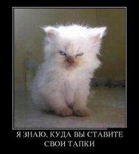 Очаровательные, пушистые комочки зла