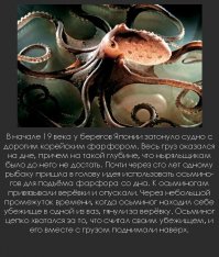 Где-то в море без дорог ходит, бродит осьминог