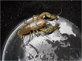 Последние снимки космоса