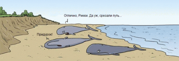 Киты показали австралийцам уникальное представление