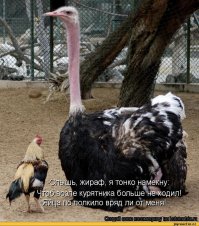 Пост про страусов, переделанный и дополненный