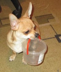 Вот мой монстр))) в частном доме, да в селе проще конечно. сейчас просто пора такая, что на улице проводить можно не вылезая, то сад то огород то другие дела по дому, а этого зверюгу дома одного оставлять опасно))) он сначала начинает скулить, потом выть, ну а потом в отместку "порядок" наводить, в обще одного его уже не оставляю)))