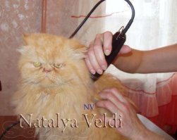 почему фотошоп? Просто кривые руки у грумера и отсутствие понимания красоты и гармонии. Блин, жалко кота, он после того как над ним смеялись вообще в депрессии... Вот как надо кисок стричь, сидит себе спокойненько, знает, что я из него красавчика сделаю.