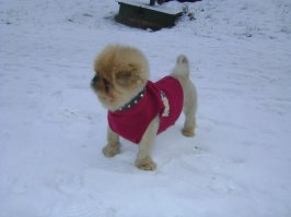 Мой котопёс, парода - бойцовский императорский пекинес. Как вырос на 7 кг, так на сегодня ему 10 лет, а вес так же 7 кг. А 10 собачьих лет - 70 человеческих. Так что, не закармливайте животинку!!!