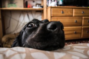 Доброе утро! Пойдём гулять!