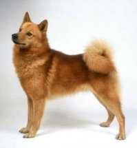 скорее поверю в карело-финскую лайку. и размер куда более подходящий