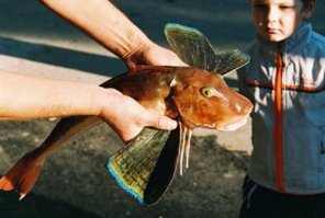 а вот его родственник, в черном море водится! (морской петух)