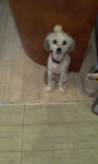 мой зверь, заведенный по юности-глупости))))хитропопая...капец просто)А что было в ведерке, что Ваш монстр его так взял? моя так берет только если пожрать есть что...ну или каки какие(мимо этого она не пройдет))))...или кости вредные...