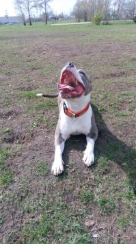 Собака-оборжака