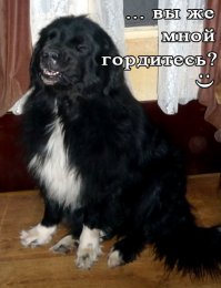 Мой "начитанный" собак :)