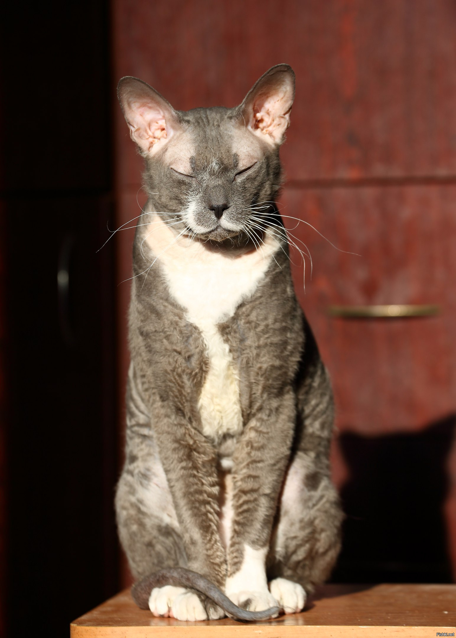 Кошки - хозяева в доме