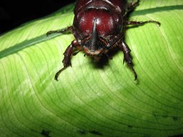 Удивительное создание природы. Жук носорог