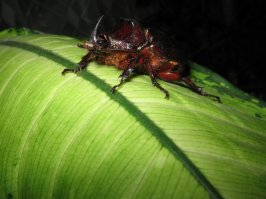 Удивительное создание природы. Жук носорог