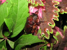 Удивительное создание природы. Жук носорог