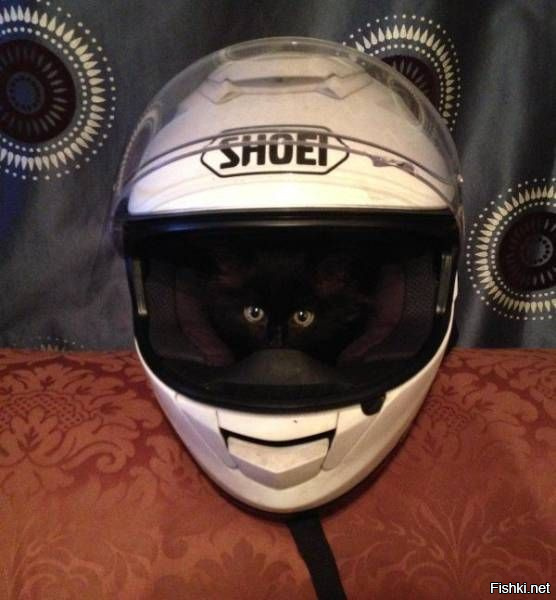 Кошки - хозяева в доме