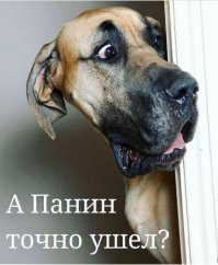 К вам в гости - самые смешные песики в мире!