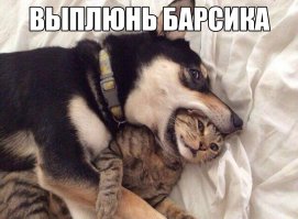 К вам в гости - самые смешные песики в мире!