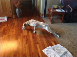 Людишки, мозг включайте! Собака не боится сходить с ковра, просто на вашем гребанном ламинате (паркете и пр.) у собакена лапы разъезжаются, когти скользят, равновесие не держится.
Квартира в таком виде - не благоприятное место для комфортного проживания животных. Надо хоть чуточку любить своих питомцев.