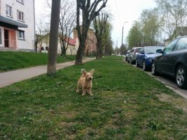 К вам в гости - самые смешные песики в мире!