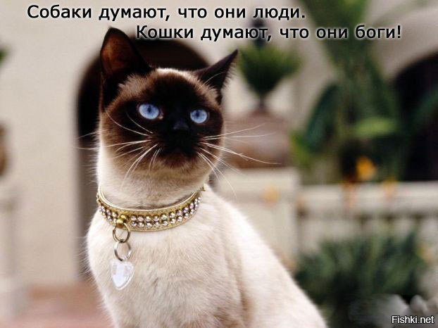 Кошки - хозяева в доме