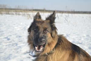 К вам в гости - самые смешные песики в мире!
