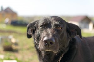 К вам в гости - самые смешные песики в мире!