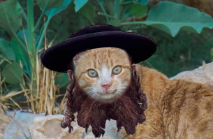 на самом деле кот выглядел так