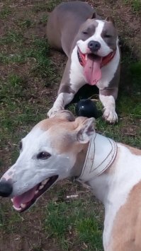 Это лучшая подруга моего уиппета:) Благо, что он стерилизованный, а то бы они уже давно наделали щенков новой породы