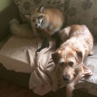 Им на пару курятники обчищать!:)
Пес такой на стреме - "Я дружинник!"