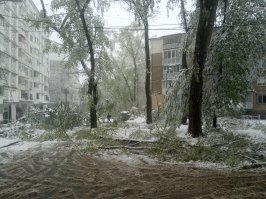 Самой дорогой древесину делают погодные аномалии. Особенно если ветка нахально влетает к вам на кухню через окно.