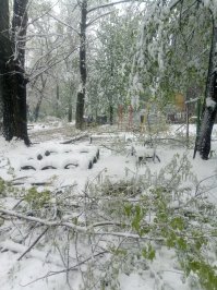 Самой дорогой древесину делают погодные аномалии. Особенно если ветка нахально влетает к вам на кухню через окно.